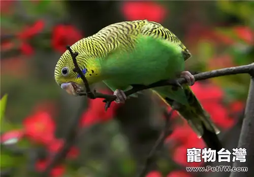 鸚鵡初級訓練手冊