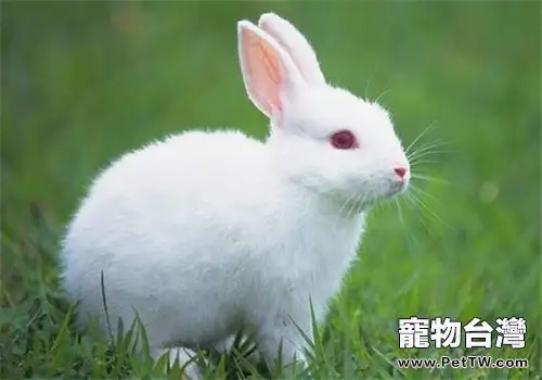 為兔兔飼料增加添加劑可預防兔病