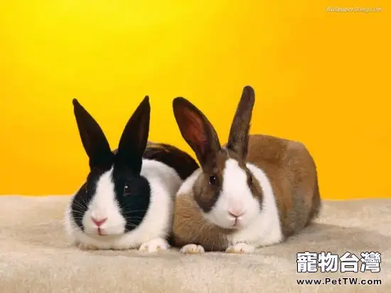 五種情況下兔兔不宜繁殖