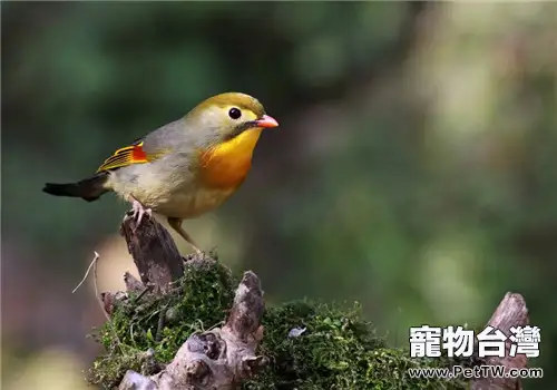 人工孵化雛鳥的三大要點(共2張圖片)-寵物台灣