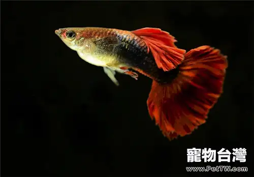 孔雀魚的命名及分級方法