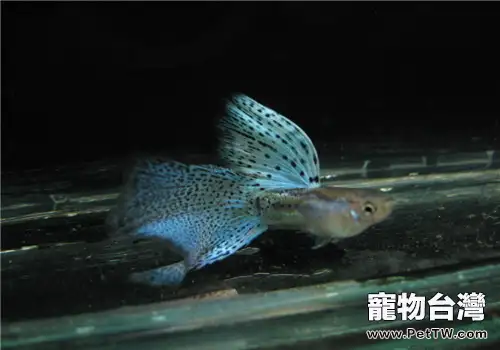 孔雀魚的命名及分級方法