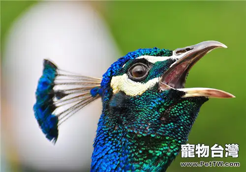 家庭飼養孔雀的注意事項