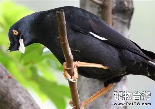 籠養鳥的餵食要點