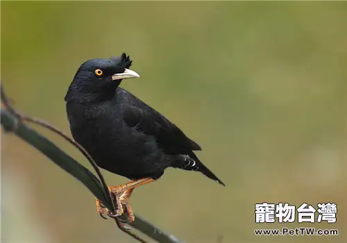 籠養鳥的餵食要點