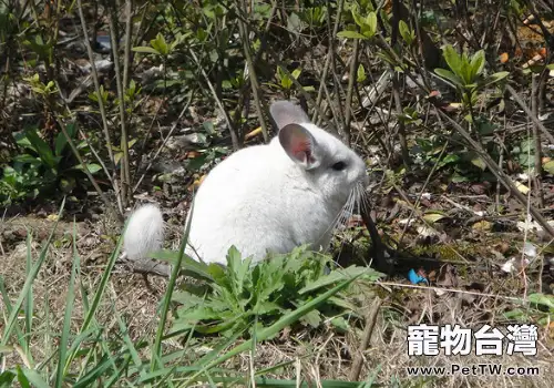 餵食龍貓苜蓿草和提摩西哪個好