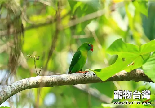 適合新手飼養的三種鸚鵡