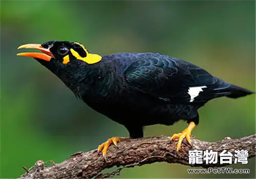 訓練九官鳥(鷯哥)的七大注意事項(共2張圖片)-寵物台灣
