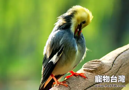 寵物鳥偏食如何處理