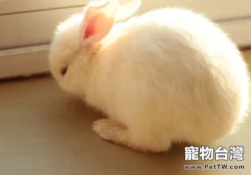 兔子各種行為所表達的意思