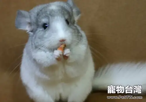 零食與誘食劑對龍貓有何壞處