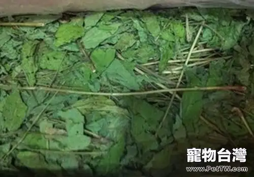 龍貓能吃豆蔻草真的能催乳嗎