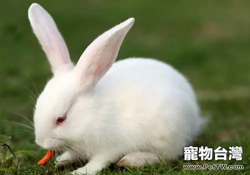 如何提高幼兔的體質(共3張圖片)-寵物台灣