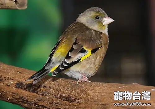 如何選擇合適的觀賞鳥