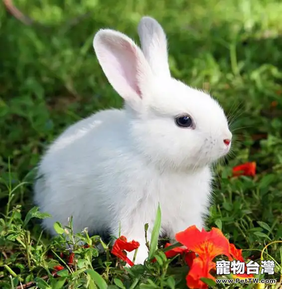 寵物兔安全度夏五大招