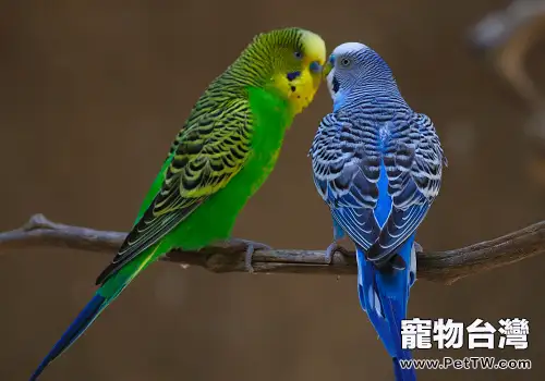 虎皮鸚鵡的飼養問題