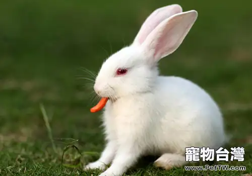 兔子吃異物怎麼辦