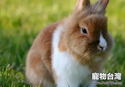 膽小兔子的飼養方法