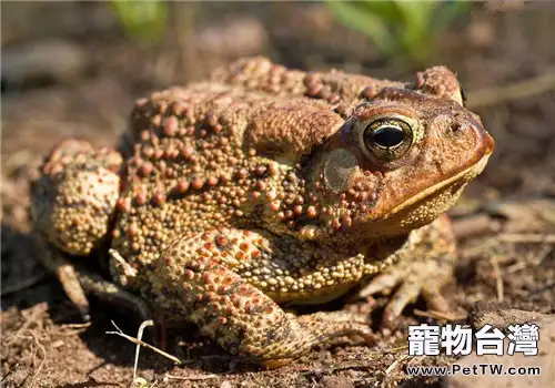 養蟾蜍采蟾衣、取蟾酥的誤區