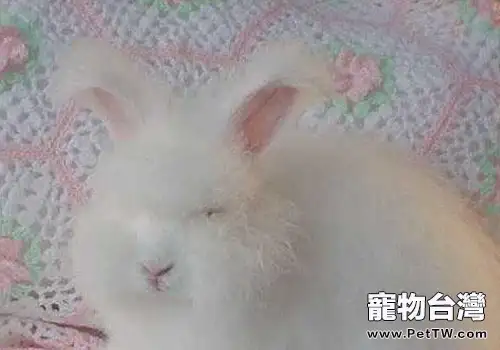 不要輕易招惹兔子(共2張圖片)-寵物台灣