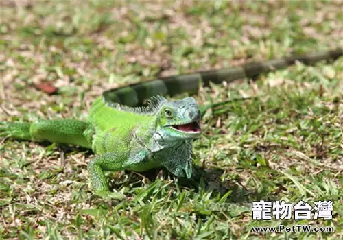 蜥蜴餵食次數與食物介紹