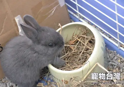 兔子可以不吃草嗎(共2張圖片)-寵物台灣