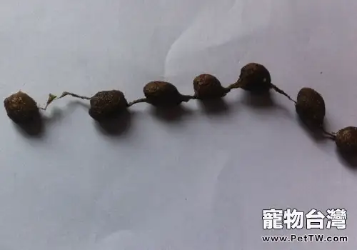 兔子毛球症與球蟲症的區別