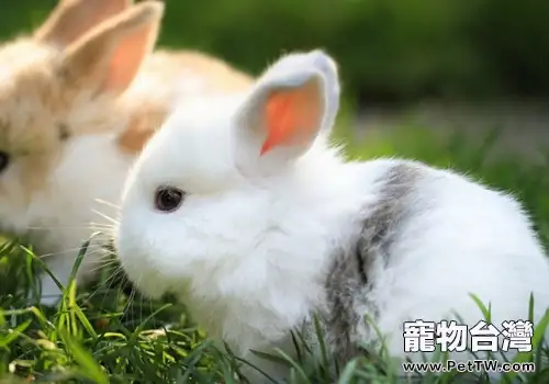 兔子總是打噴嚏怎麼辦