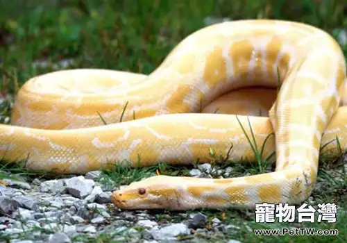 黃金蟒的孵化問題(共2張圖片)-寵物台灣
