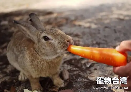 兔子能不能吃零食