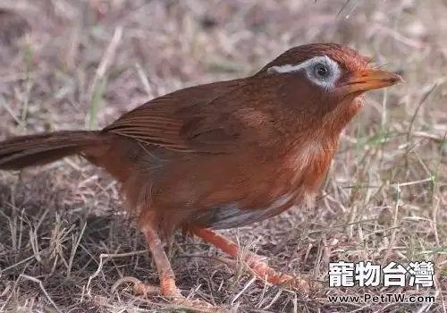 畫眉鳥的馴養方法