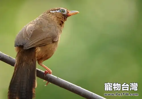 畫眉鳥的馴養方法