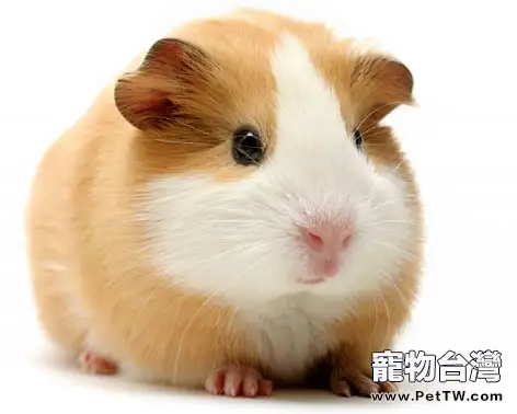 為豚鼠補充維生素的注意事項(1圖)-寵物台灣