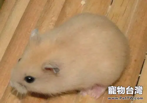 布丁倉鼠的壽命是多久