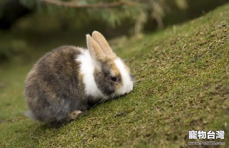 新養兔兔要及時檢查兔球蟲病