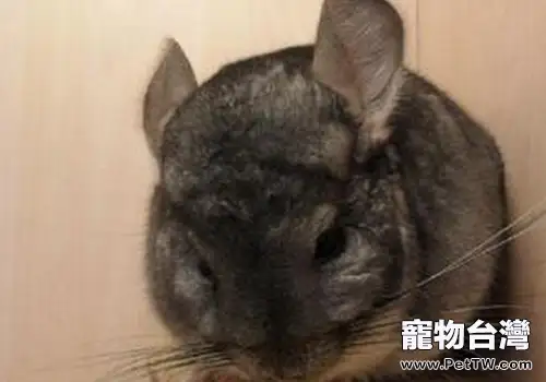 孩子飼養龍貓需要注意哪些問題