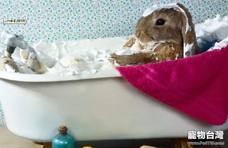 預防兔兔患上腸胃炎