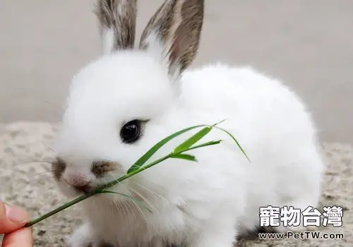 兔子有哪幾種鼻炎