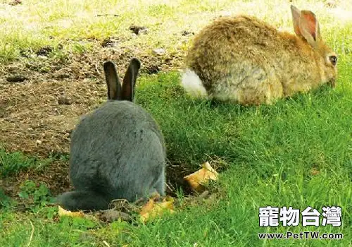 為什麼兔子會突然死亡
