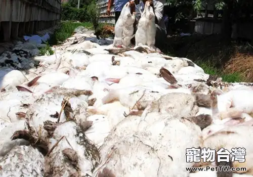 為什麼兔子會突然死亡(共2張圖片)-寵物台灣