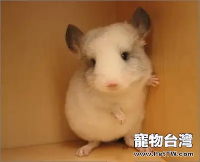 龍貓運動注意事項