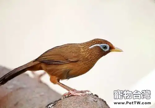 養畫眉鳥要注意哪些問題