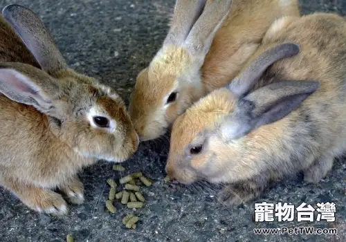兔子因病而拒食怎麼辦