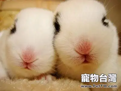 炎熱的夏日,如何預防和治療兔兔易患的皮膚病??(共5張圖片)-寵物台灣