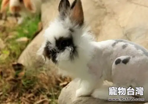 如何幫兔子剪毛