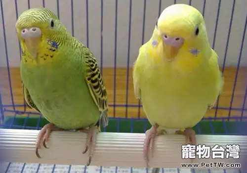 鸚鵡各階段飼養有何不同