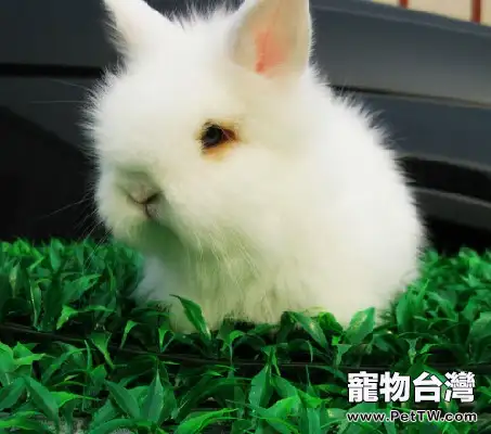 澤西長毛兔的品相特徵(1圖)-寵物台灣