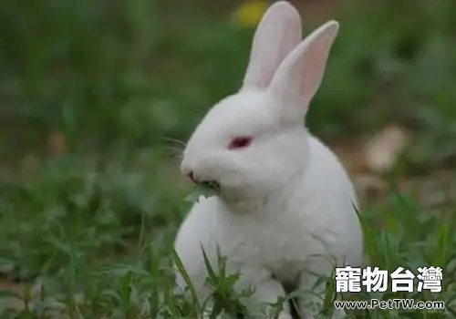 餵食幼兔要避免哪些誤區