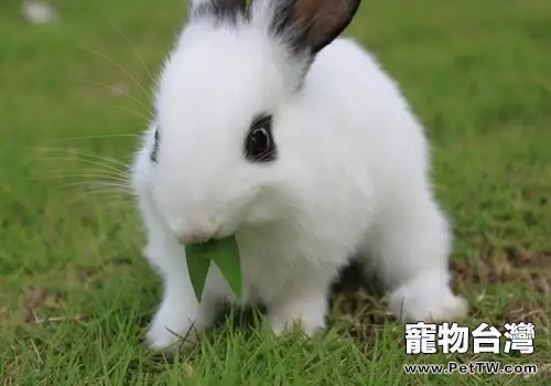 餵食幼兔要避免哪些誤區