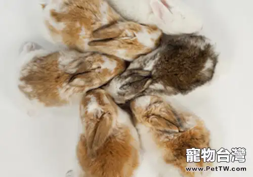 兔子吞食幼兔怎麼辦